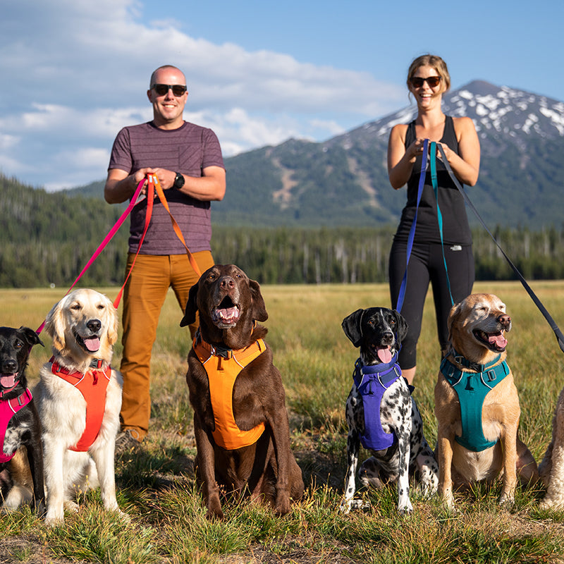 Enhance Your Pet's Walking Experience with Our Chest and Back Leash Harness Set